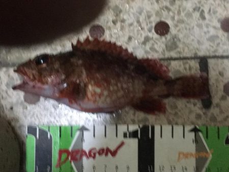 良型アジ（25~6㎝）4匹、ベラ3匹、良型ガシラ1匹